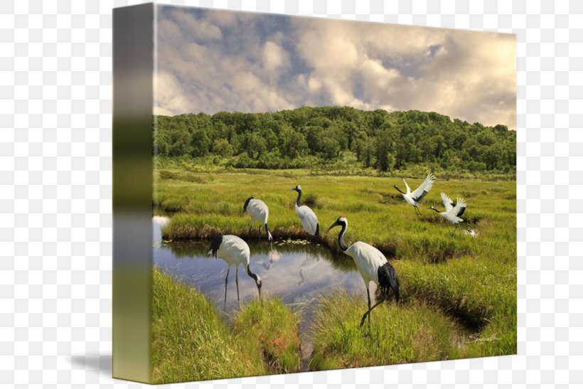 Red-crowned Crane Tsurui Wetland Animals Marsh, PNG, 650x547px, Crane, Animal, Art, Bird, Bog Download Free