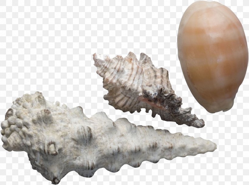Seashell Sea Snail Conch Google Images, PNG, 978x730px, Seashell, Conch, Conch Creative Photography, Conchology, Google Images Download Free