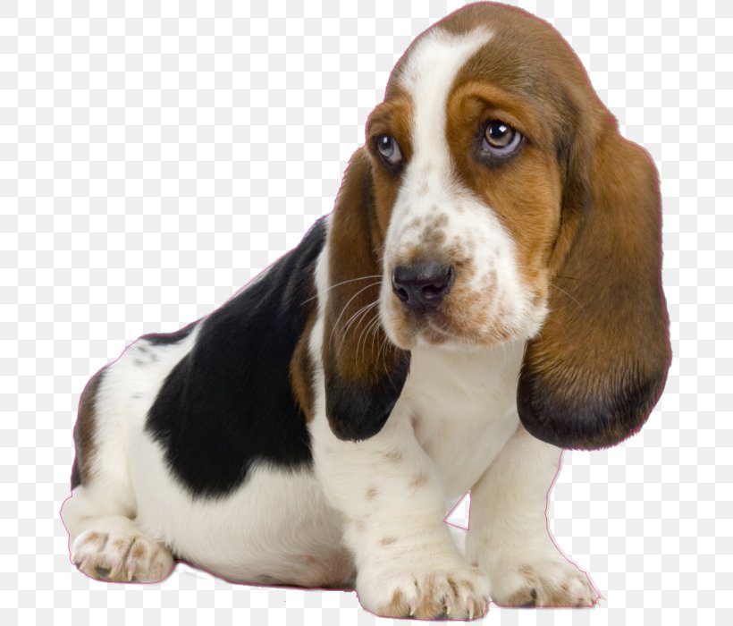 Basset Hound Puppy Beagle Japanese Chin, PNG, 687x700px, Basset Hound, Beagle, Breed, Carnivoran, Companion Dog Download Free