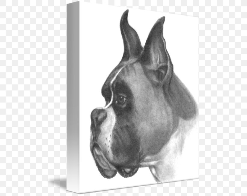 Boxer Dog Breed Drawing Dogs Sketch, PNG, 513x650px, Boxer, Art, Black And White, Breed, Carnivoran Download Free