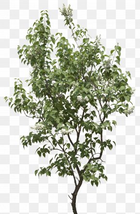 Tree Image - Branch Shrub Leaf Plant Stem Tree PNG