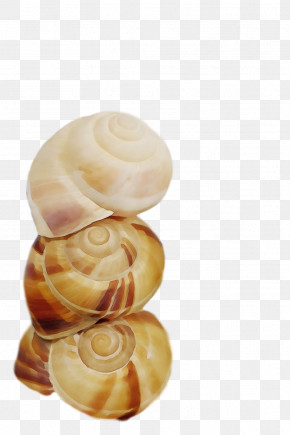 Schnecken Conchology Nautiluses Sea Snail Sea PNG