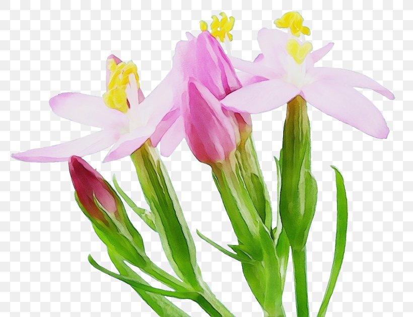 Flower Flowering Plant Plant Petal Cut Flowers, PNG, 800x630px, Watercolor, Cut Flowers, Flower, Flowering Plant, Iris Download Free