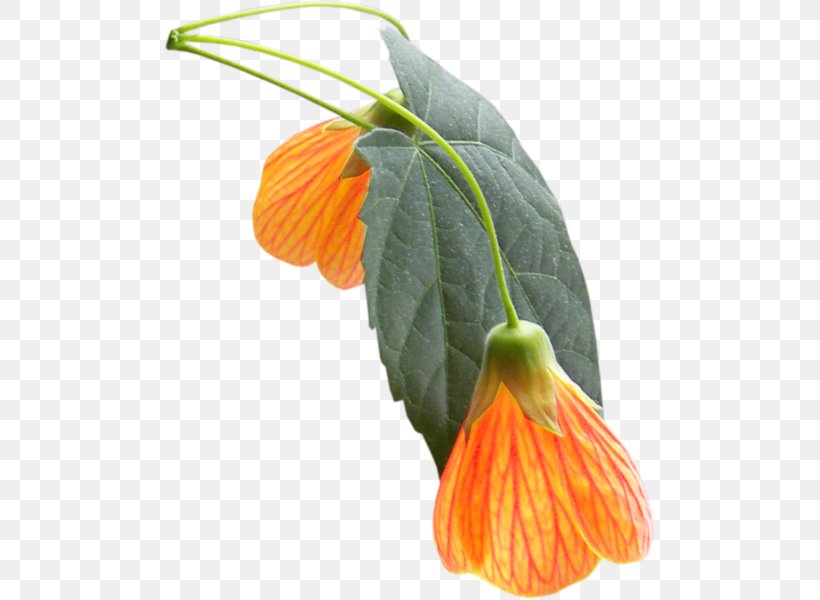 Orange Petal Flower Yellow 2403 (عدد), PNG, 492x600px, Orange, Ansichtkaart, Author, Flower, Happiness Download Free