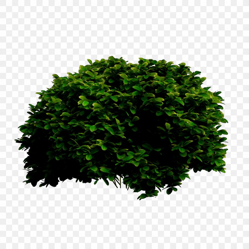 Tree Shrub Leaf, PNG, 2220x2220px, Tree, Flower, Grass, Green, Leaf Download Free