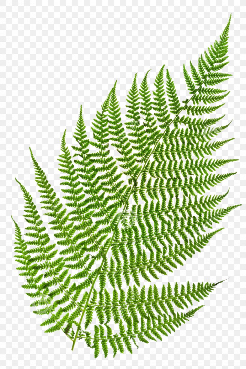 Fern Green Leaf Vascular Plant Stock Photography, PNG, 866x1300px, Fern, Botany, Ferns And Horsetails, Fototapeta, Grass Download Free