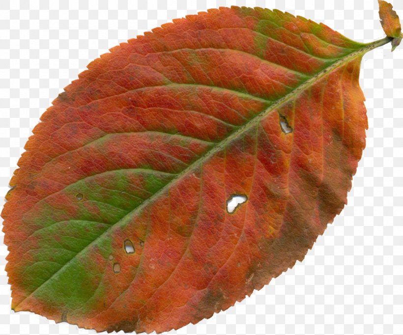 Leaf YouTube Autumn Clip Art, PNG, 1280x1065px, Leaf, Autumn, Fruit, Orange, Photography Download Free
