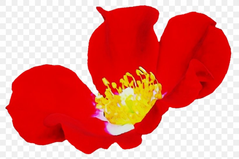 Petal Flower Red Plant Wildflower, PNG, 1024x683px, Watercolor, Coquelicot, Flower, Paint, Perennial Plant Download Free