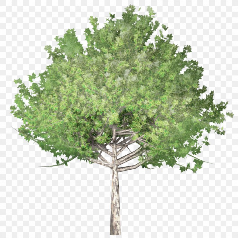 Tree Drawing Clip Art, PNG, 1000x1000px, Tree, Arbor Day, Arbor Day Foundation, Branch, Conifer Download Free