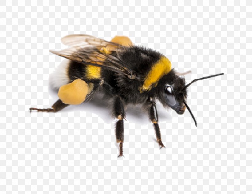 Bee Bombus Terrestris Insect Pollinator Stock Photography, PNG, 1024x787px, Bee, Arthropod, Bombus Pascuorum, Bombus Terrestris, Bumblebee Download Free