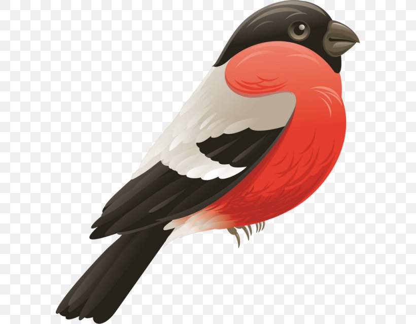 Beak Bird Wing, PNG, 600x638px, Liveinternet, Beak, Bird, Feather, Internet Download Free