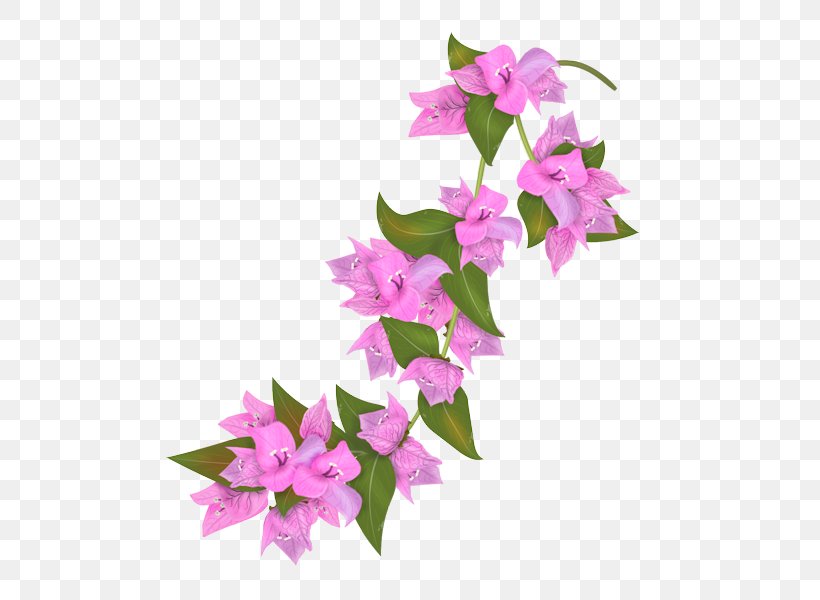 Bougainvillea Flower Petal Drawing, PNG, 655x600px, Bougainvillea, Cut Flowers, Dendrobium, Drawing, Flora Download Free
