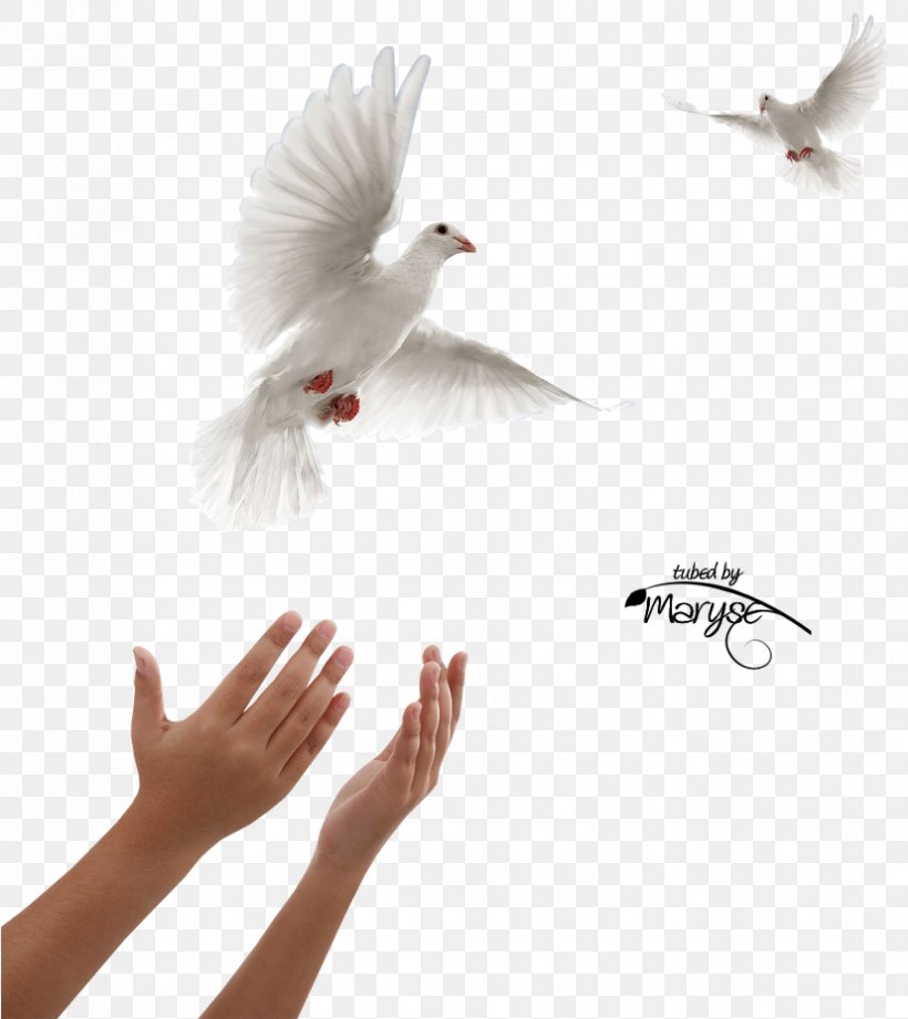 Columbidae Domestic Pigeon Squab Release Dove Doves As Symbols, PNG, 827x929px, Columbidae, Art, Beak, Bird, Ceremony Download Free