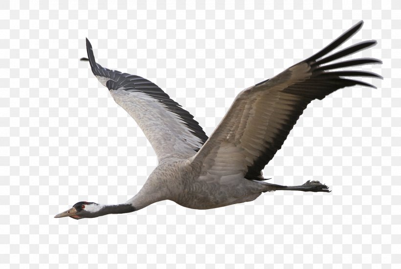 Goose Bird Migration Feather Beak, PNG, 1280x861px, 200 Metres, Goose, Animal Migration, Beak, Bird Download Free