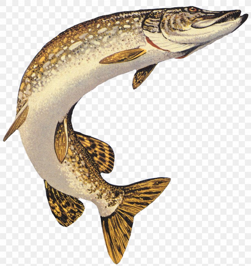 Northern Pike Muskellunge American Pickerel Chain Pickerel Fishing, PNG, 3150x3333px, Northern Pike, American Pickerel, Angling, Bait, Bony Fish Download Free