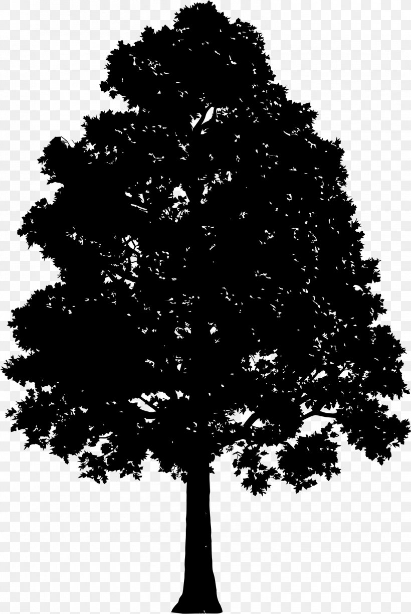 Tree Pine Clip Art, PNG, 1506x2248px, Tree, Black And White, Branch, Conifer, Evergreen Download Free