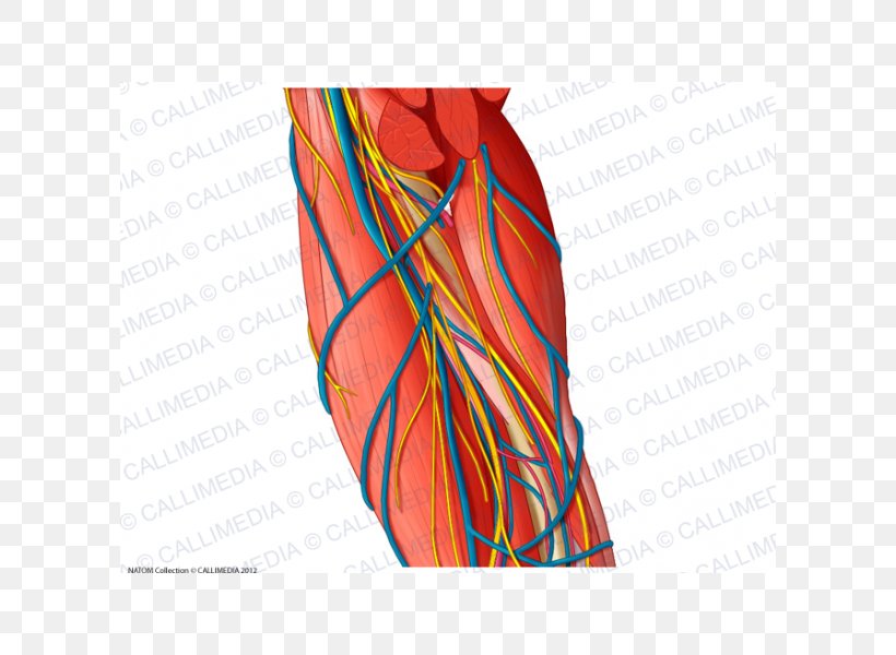 Brachial Artery Ulnar Nerve Augšdelms Vein, PNG, 600x600px, Watercolor, Cartoon, Flower, Frame, Heart Download Free