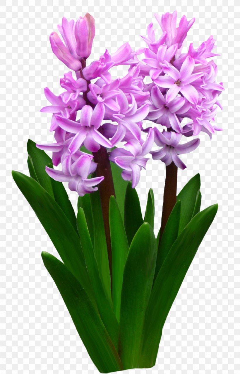 Flower Hyacinth .by, PNG, 900x1399px, Flower, Cut Flowers, Flower Garden, Flowering Plant, Flowerpot Download Free