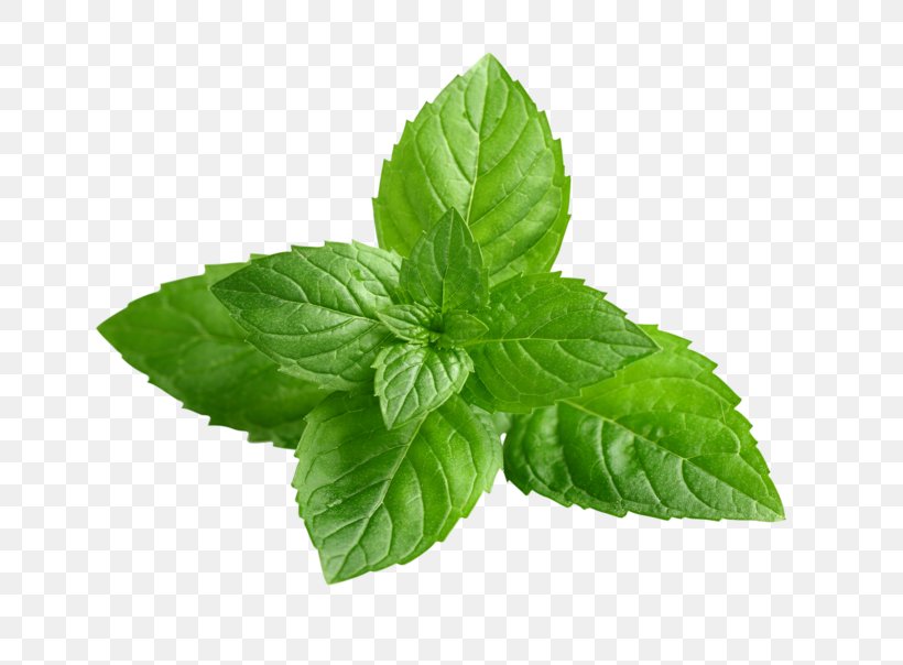 Peppermint Mentha Spicata Mints Mint Leaf Wild Mint, PNG, 750x604px, Peppermint, Basil, Depositphotos, Herb, Herbal Download Free