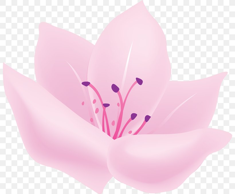 Petal Flower Desktop Wallpaper Painting, PNG, 800x678px, Petal, Charcoal, Close Up, Color, Drawing Download Free
