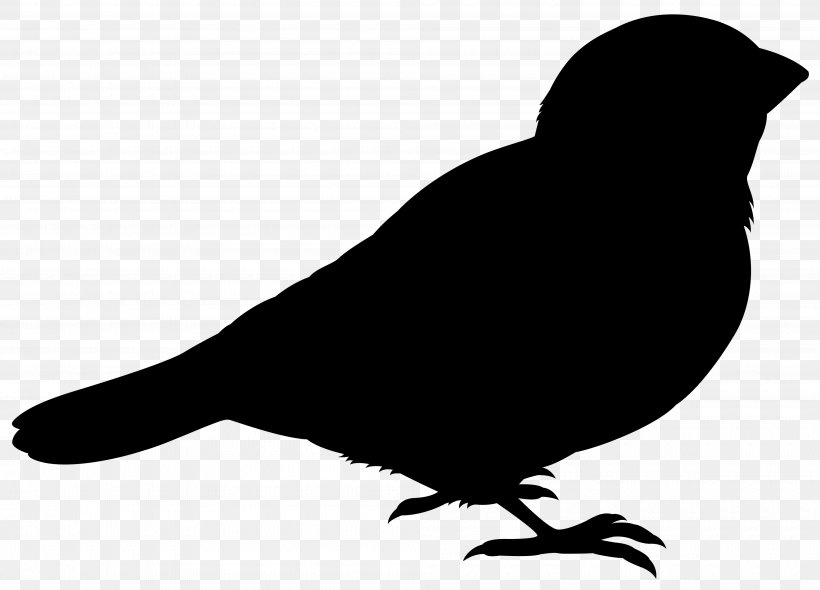 Pigeons And Doves Bird Rock Dove Vector Graphics Silhouette, PNG, 4000x2882px, Pigeons And Doves, Beak, Bird, Blackbird, Crow Download Free