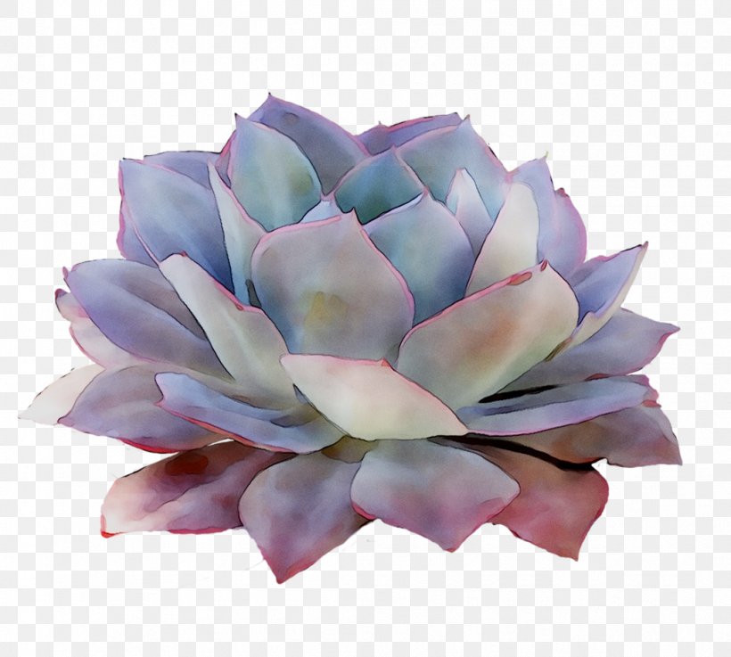 Purple Cut Flowers, PNG, 1035x931px, Purple, Agave, Artichoke, Cut Flowers, Echeveria Download Free