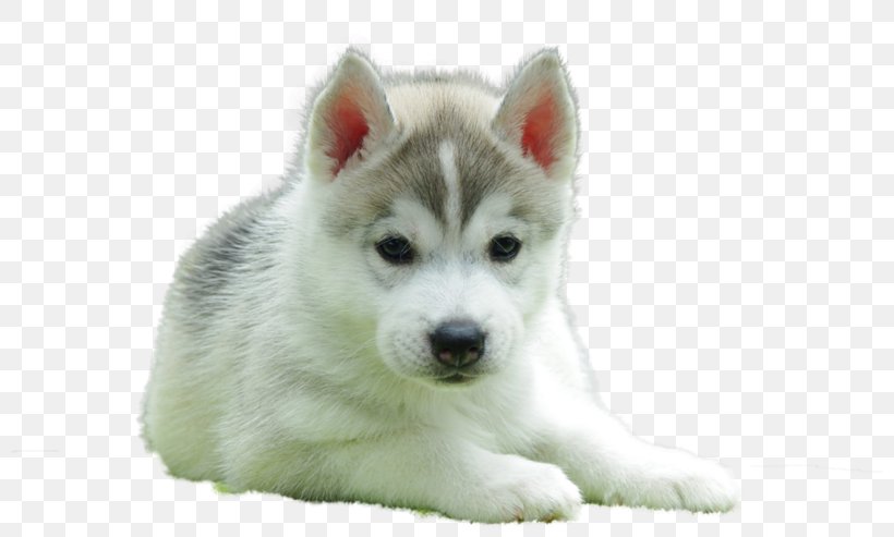 Siberian Husky Puppy Beagle English Toy Terrier Golden Retriever, PNG, 800x493px, Siberian Husky, Alaskan Klee Kai, Alaskan Malamute, Animal, Beagle Download Free