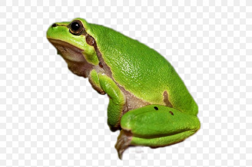 Tree Frog Amphibian Vertebrate Animal, PNG, 960x637px, Frog, Amphibian, Animal, Chordate, Internal Fertilization Download Free