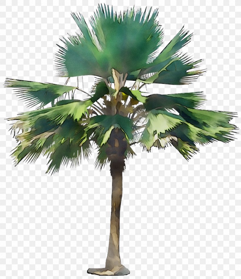 Asian Palmyra Palm Babassu Coconut Palm Trees Date Palm, PNG, 894x1036px, Asian Palmyra Palm, Arecales, Attalea, Attalea Speciosa, Babassu Download Free