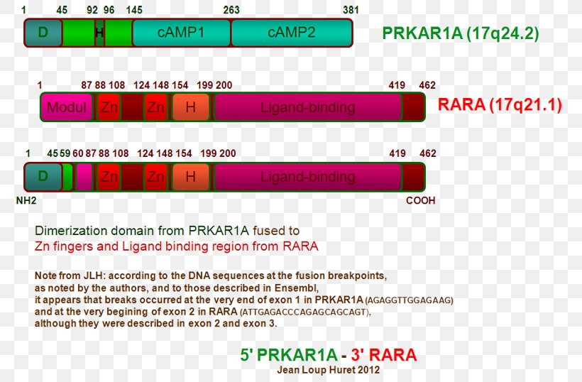 PRKAR1A Protein Kinase A PRKAR1B Exon, PNG, 794x538px, Protein Kinase A, Adipocyte, Brand, Catalysis, Cyclic Adenosine Monophosphate Download Free