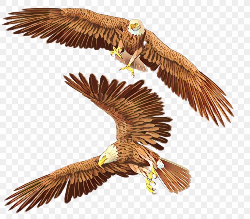Bird Eagle Bird Of Prey Falcon Kite, PNG, 955x836px, Cartoon, Accipitridae, Beak, Bird, Bird Of Prey Download Free
