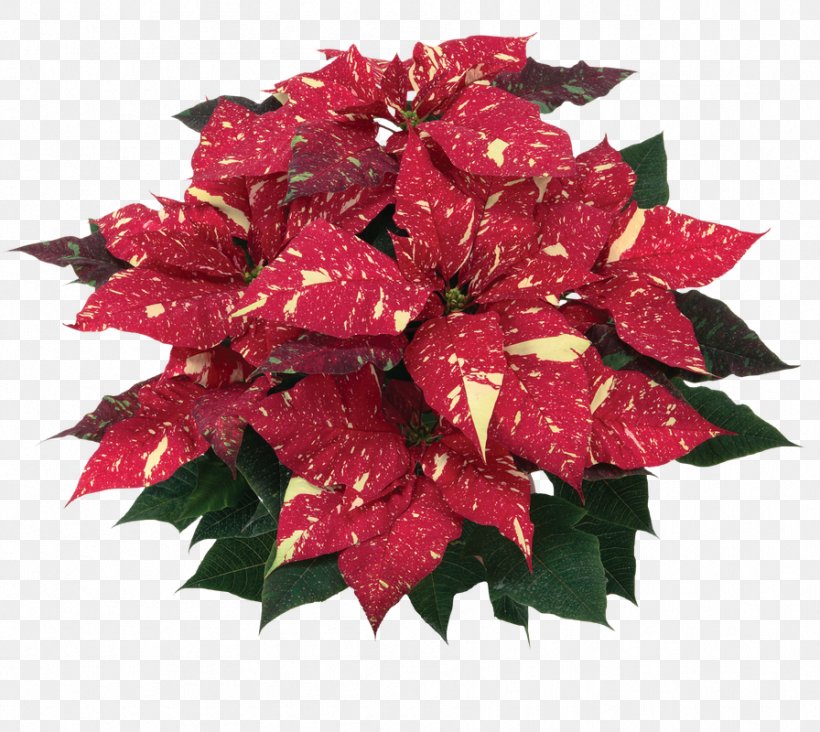 Flower Poinsettia Red Rose Spurges, PNG, 896x800px, Flower, Bract, Christmas Plants, Color, Flower Bouquet Download Free