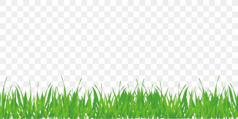 Lawn Green Grass, PNG, 2000x1000px, Lawn, Grass, Grass Family, Green, Herbaceous Plant Download Free