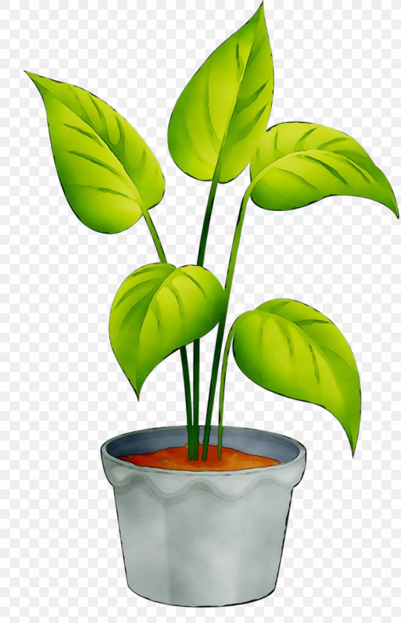 Leaf Flowerpot Plant Stem Houseplant, PNG, 1071x1663px, Leaf, Alismatales, Anthurium, Arum Family, Flower Download Free