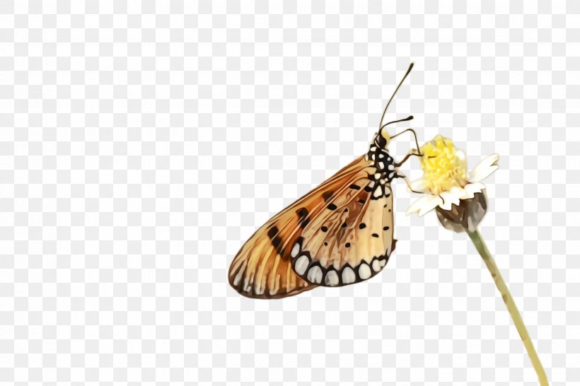 Monarch Butterfly, PNG, 2448x1632px, Watercolor, Brushfooted Butterfly, Butterfly, Cynthia Subgenus, Insect Download Free