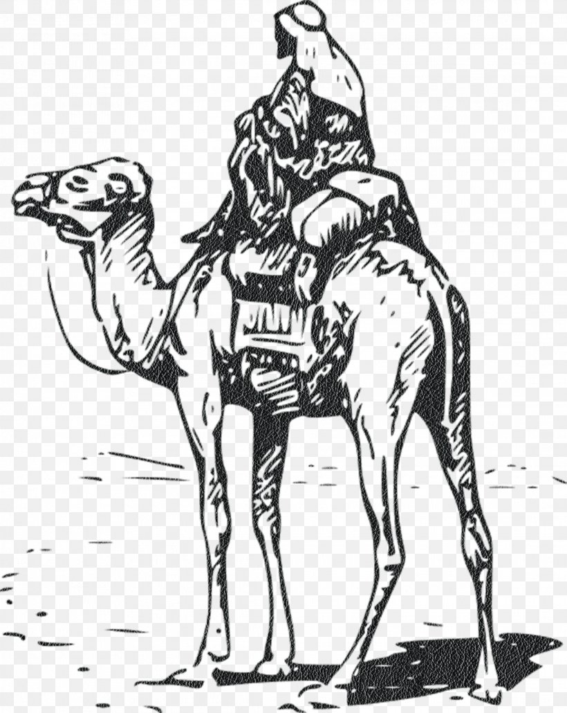 Bactrian Camel Free Content Clip Art, PNG, 2227x2800px, Bactrian Camel, Arabian Camel, Art, Black And White, Camel Download Free