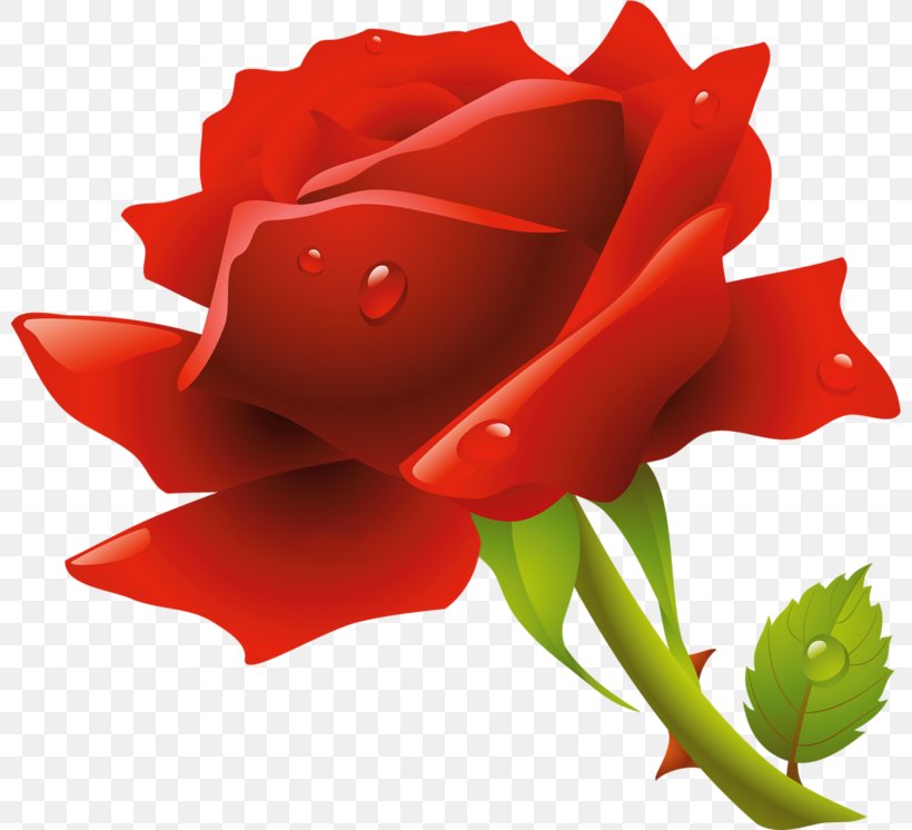 Rose Clip Art, PNG, 800x746px, Rose, China Rose, Close Up, Cut Flowers, Floribunda Download Free