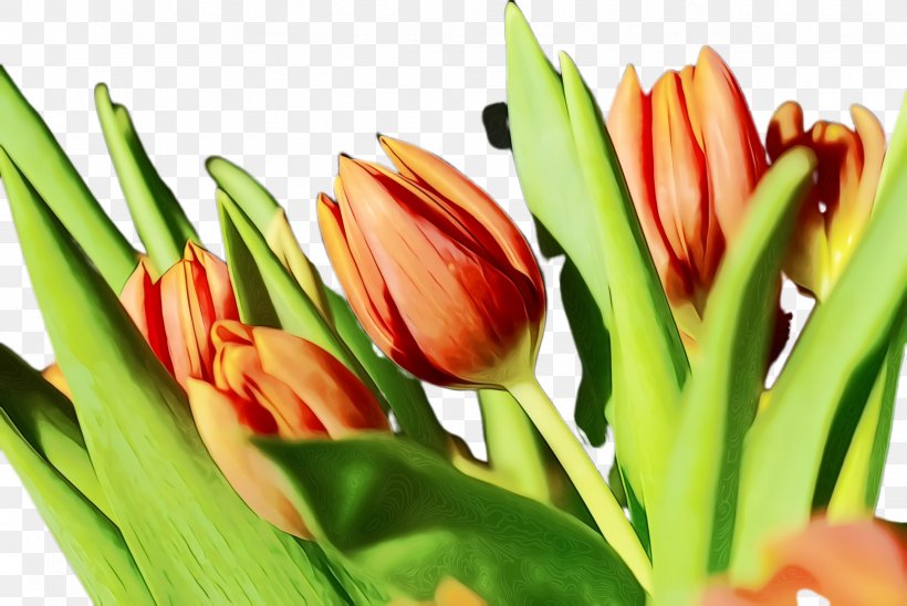 Lily Flower Cartoon, PNG, 2444x1636px, Tulip, Blossom, Bud, Cut Flowers, Flora Download Free