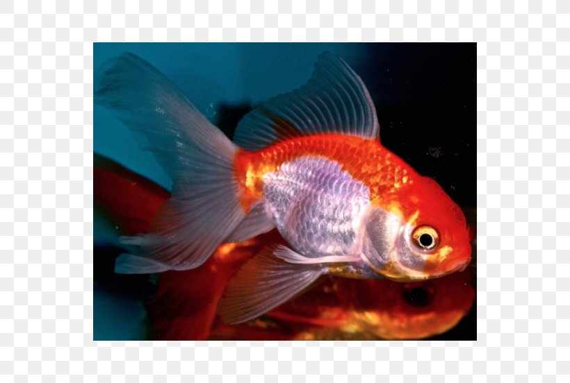 Goldfish Aquariums Feeder Fish Marine Biology Fauna, PNG, 552x552px, Goldfish, Aquarium, Aquariums, Biology, Bony Fish Download Free