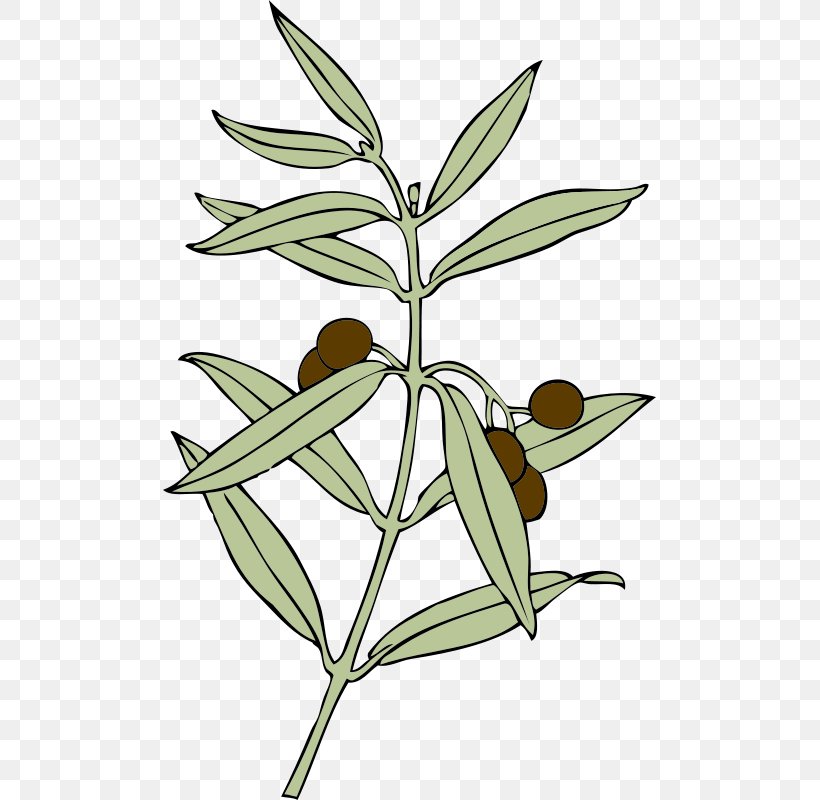 Olive Branch Clip Art, PNG, 493x800px, Olive Branch, Artwork, Branch, Doves As Symbols, Drawing Download Free