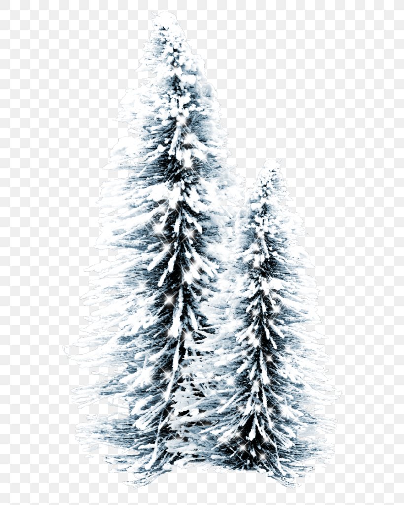 Spruce Christmas Tree Fir, PNG, 596x1024px, Spruce, Black And White, Branch, Christmas, Christmas Decoration Download Free