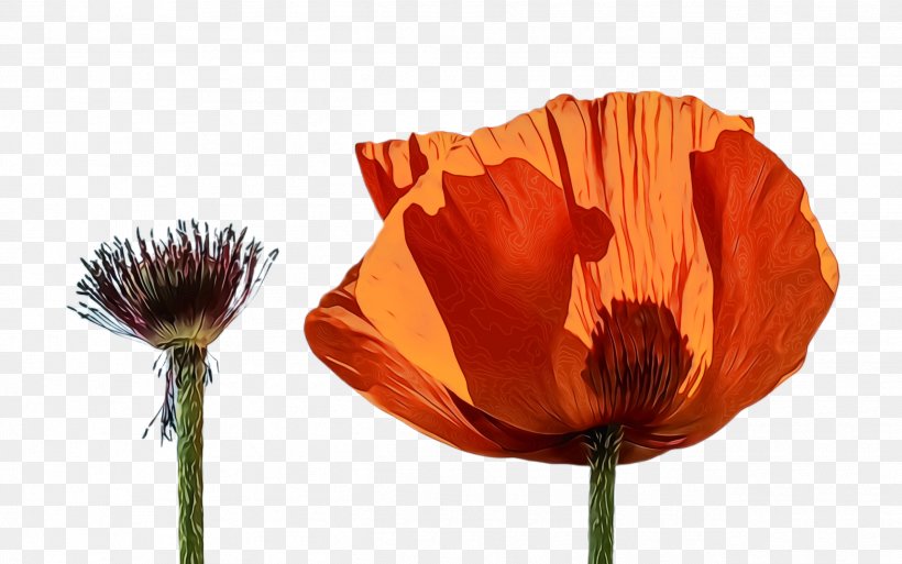 Blossom Background, PNG, 2528x1584px, Poppy Flower, Bloom, Blossom, Coquelicot, Corn Poppy Download Free