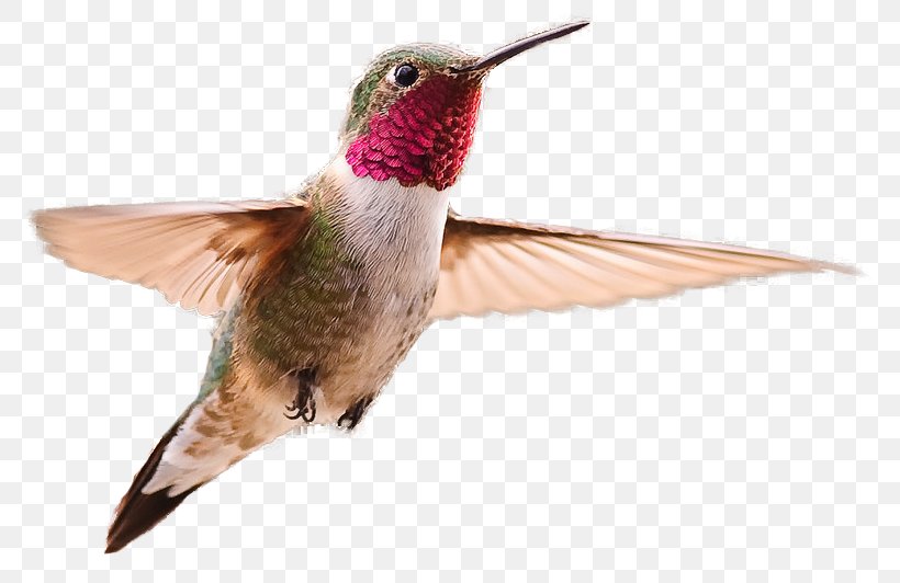 Broad-tailed Hummingbird Clip Art, PNG, 781x532px, Hummingbird, Beak, Bird, Bluethroated Mountaingem, Broadtailed Hummingbird Download Free