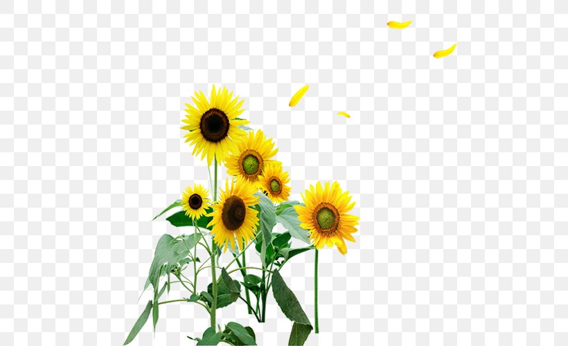 Common Sunflower, PNG, 500x500px, Common Sunflower, Daisy Family, Floral Design, Floristry, Flower Download Free