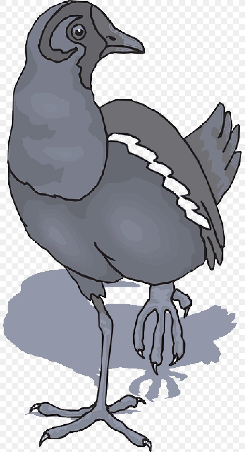 Duck Swans Bird Chicken, PNG, 800x1510px, Duck, Beak, Bird, Bird Flight, Chicken Download Free