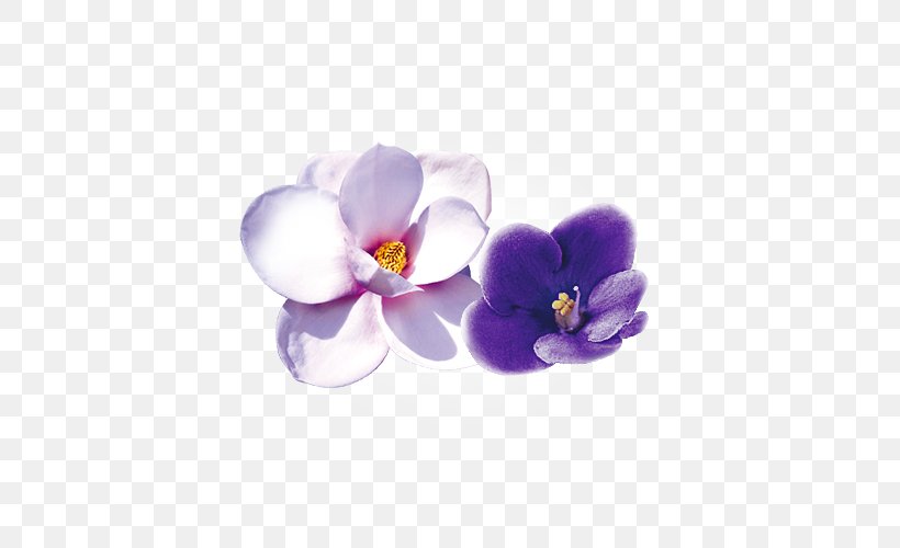 Flower Violet Moth Orchids Petal, PNG, 500x500px, Flower, Flowering Plant, Indian Sandalwood, Lavender, Lilac Download Free