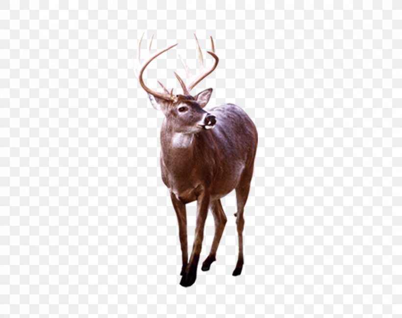 Reindeer Elk White-tailed Deer Antler, PNG, 2335x1846px, Reindeer, Antler, Deer, Elk, Horn Download Free