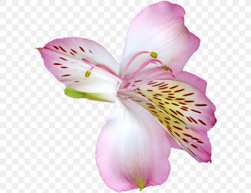 Tiger Lily Easter Lily Flower Clip Art, PNG, 600x633px, Tiger Lily, Alstroemeriaceae, Arumlily, Blossom, Cut Flowers Download Free
