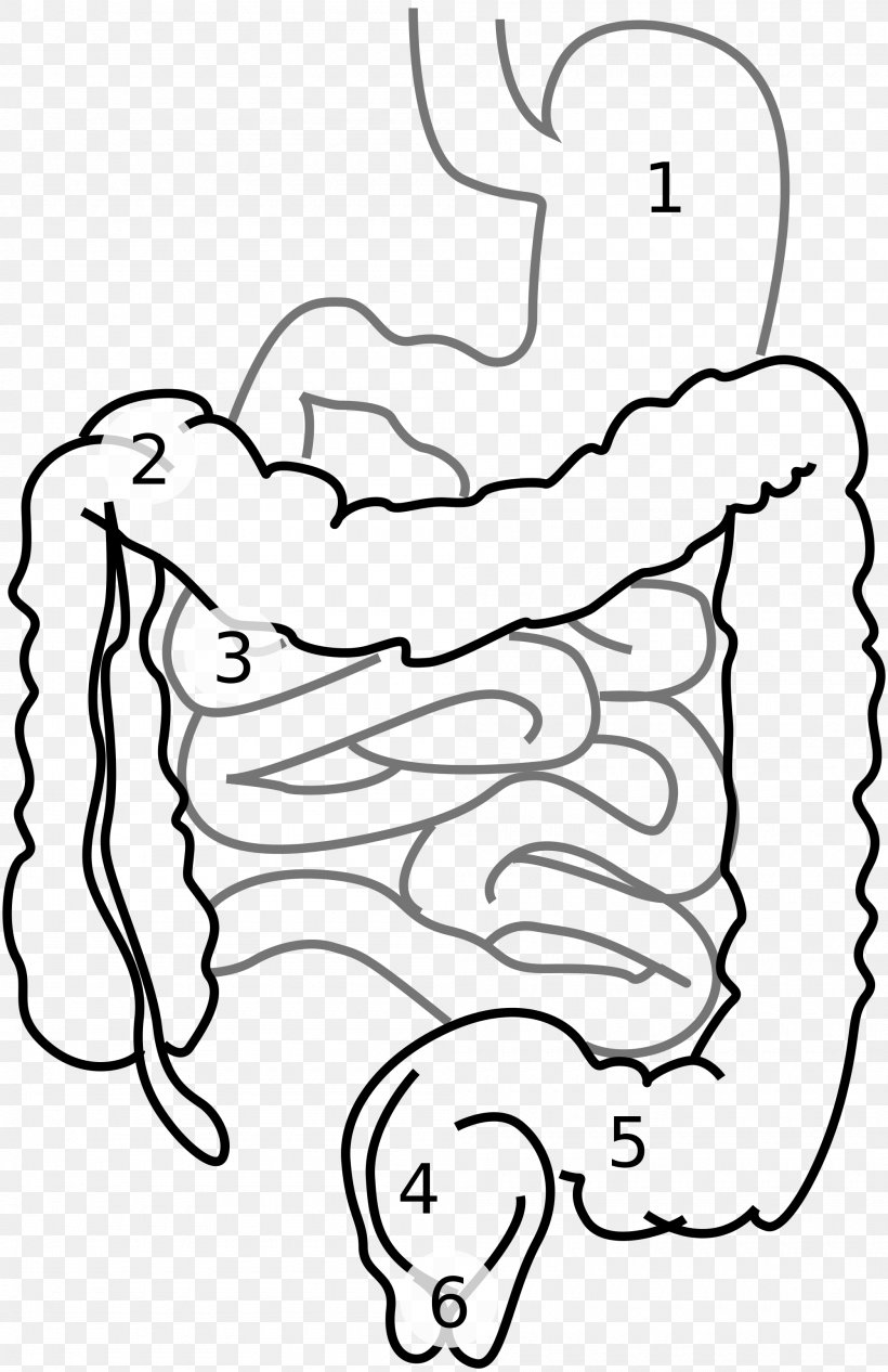 Large Intestine Small Intestine Gastrointestinal Tract Digestion Clip Art, PNG, 2000x3090px, Watercolor, Cartoon, Flower, Frame, Heart Download Free