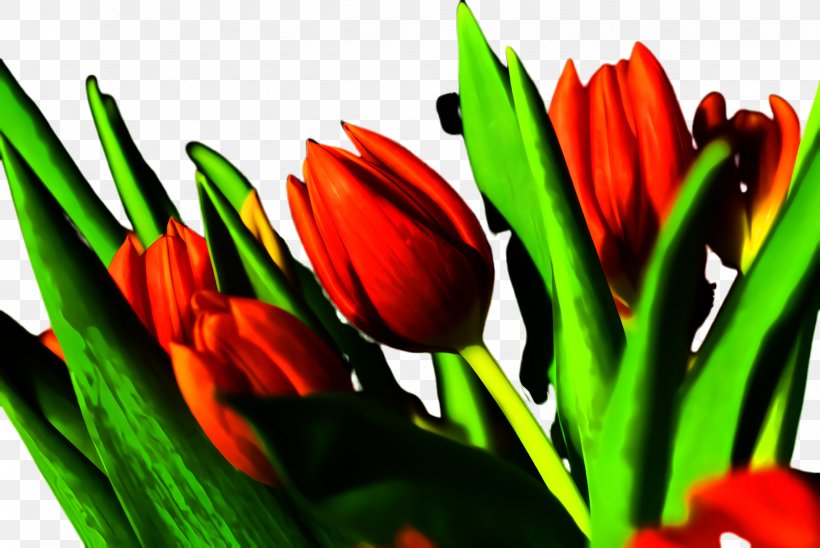 Lily Flower Cartoon, PNG, 2444x1636px, Tulip, Blossom, Botany, Bud, Closeup Download Free